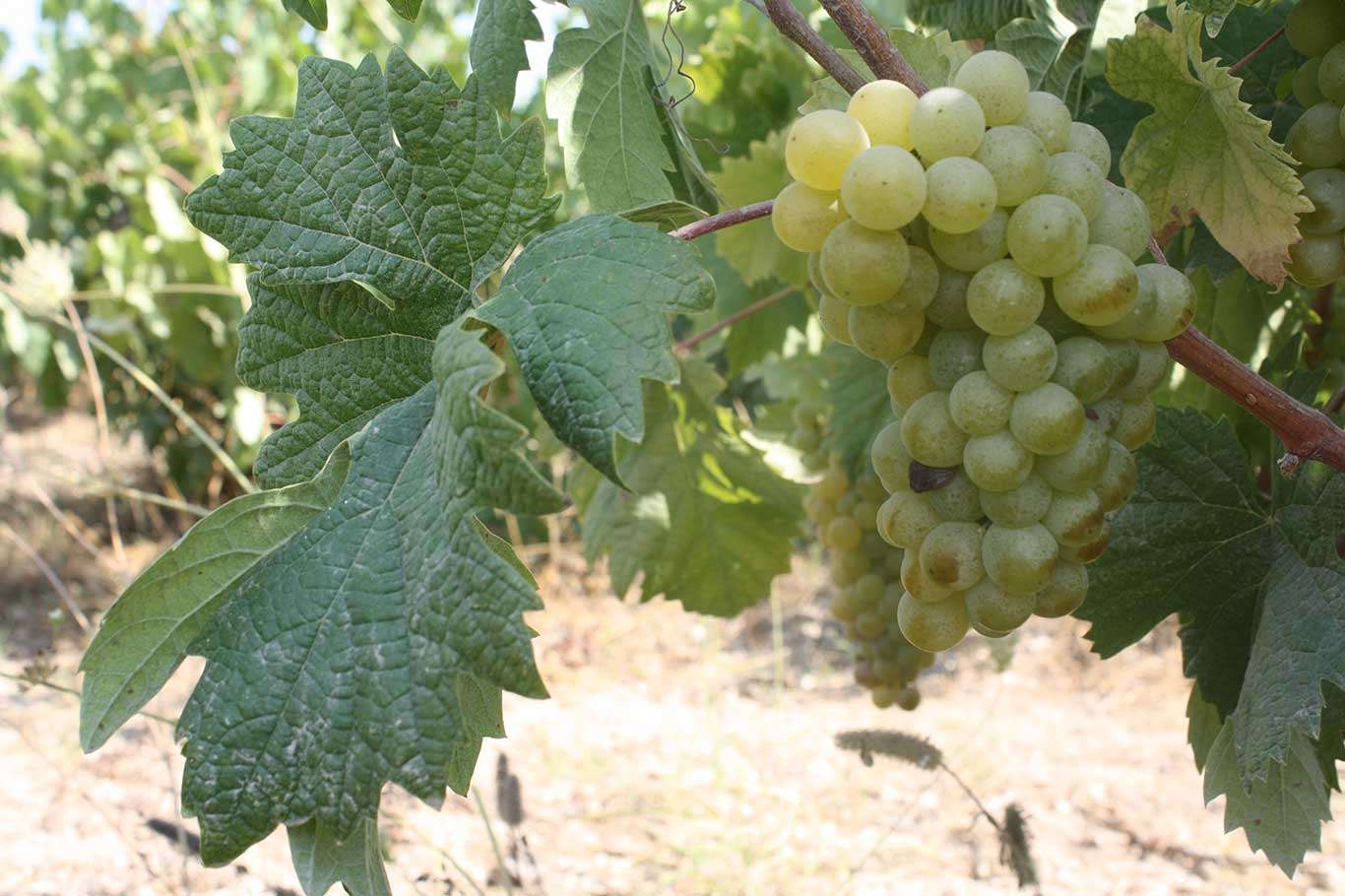 Tarladan sofralara Tarsus Beyazı üzümü Tarladan sofralara Tarsus Beyazı üzümü